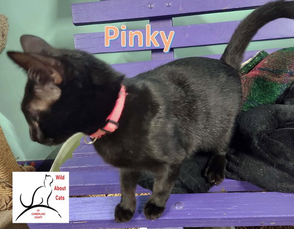 Pinky