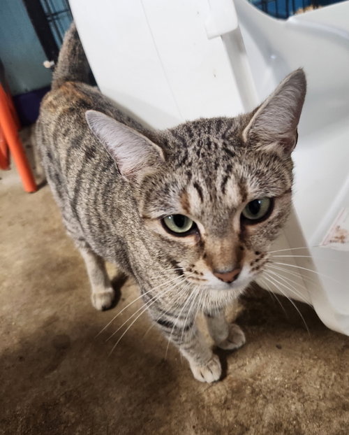 SISSY - Domestic Short Hair available for adoption