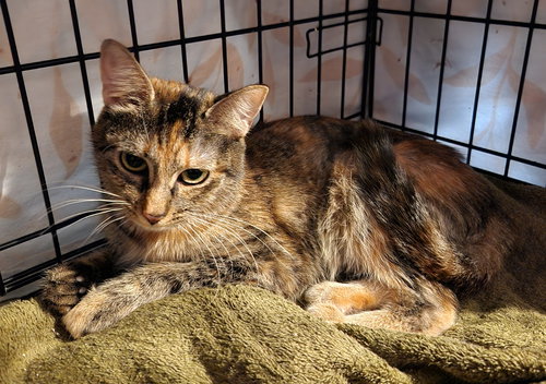 SPARKLE - Domestic Short Hair available for adoption