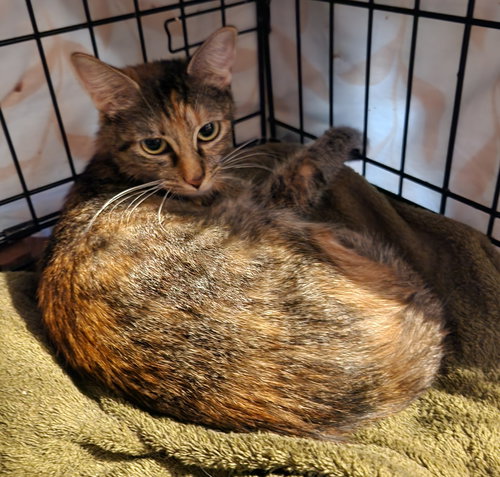 SPARKLE - Domestic Short Hair available for adoption