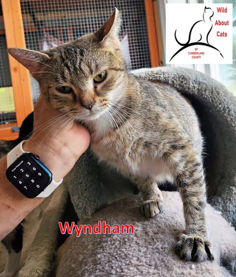 WYNDHAM - Domestic Short Hair available for adoption