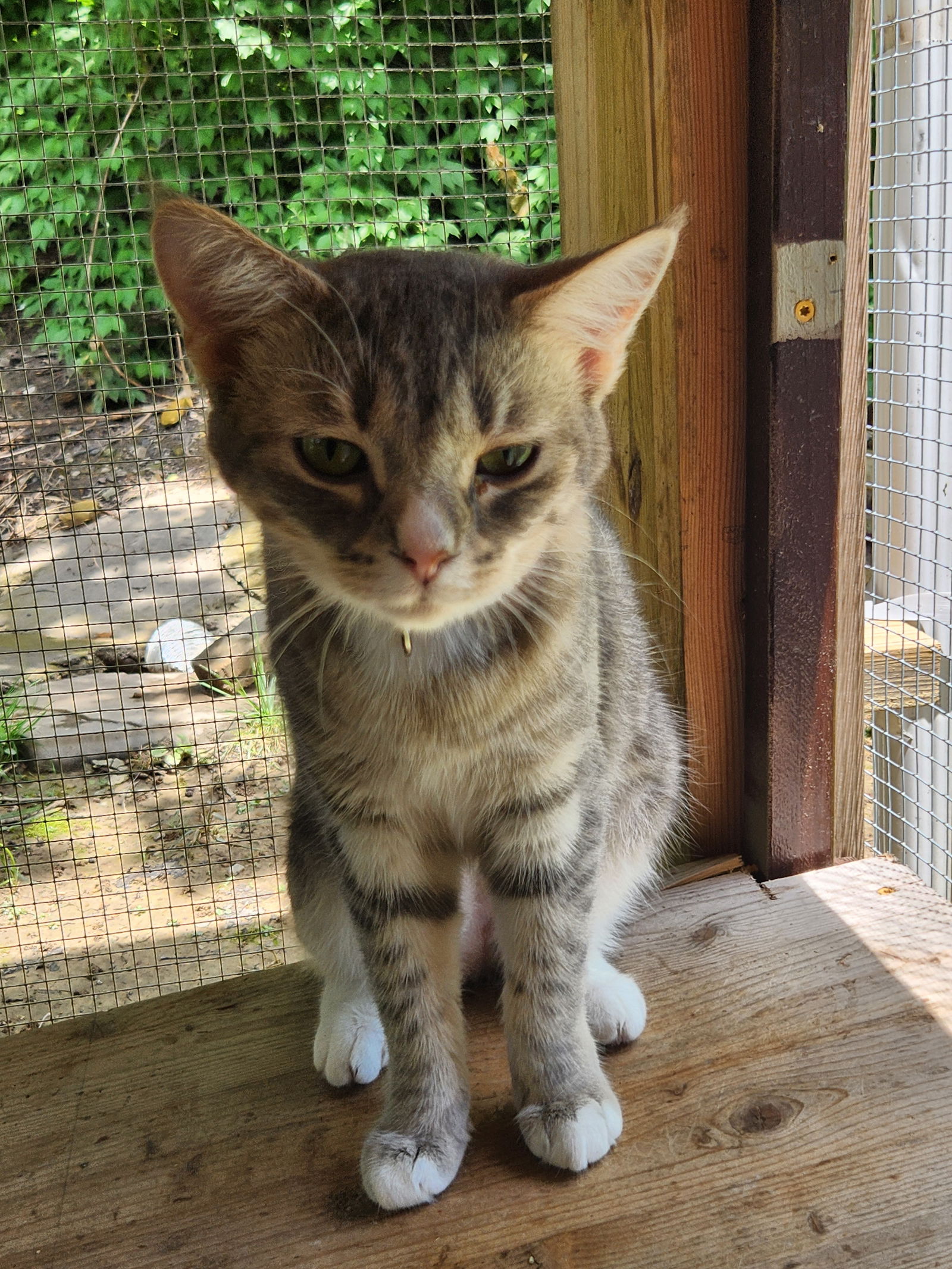adoptable Cat in Crossville, TN named Doodle