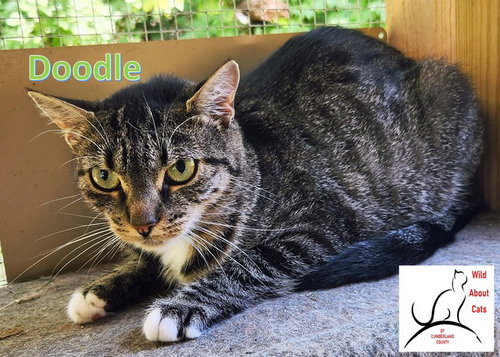 DOODLE - Domestic Short Hair available for adoption