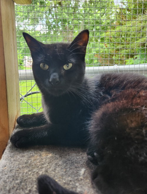 BARRY - Domestic Short Hair available for adoption