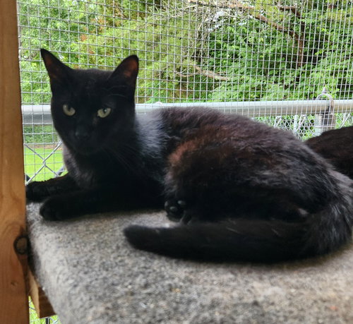 BARRY - Domestic Short Hair available for adoption