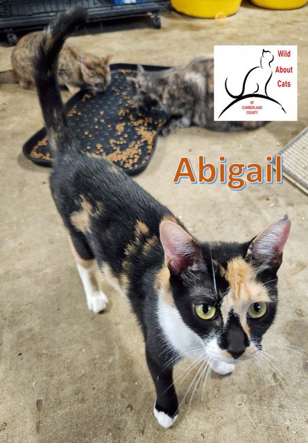ABIGAIL - Domestic Short Hair available for adoption