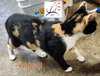 Abigail - Photo 3