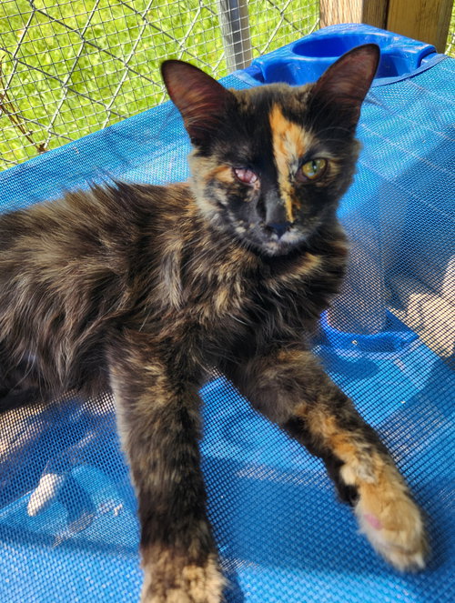 ANTOINETTE - Domestic Short Hair available for adoption