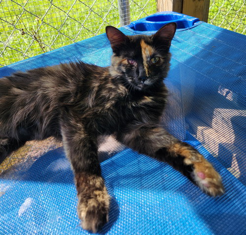 ANTOINETTE - Domestic Short Hair available for adoption