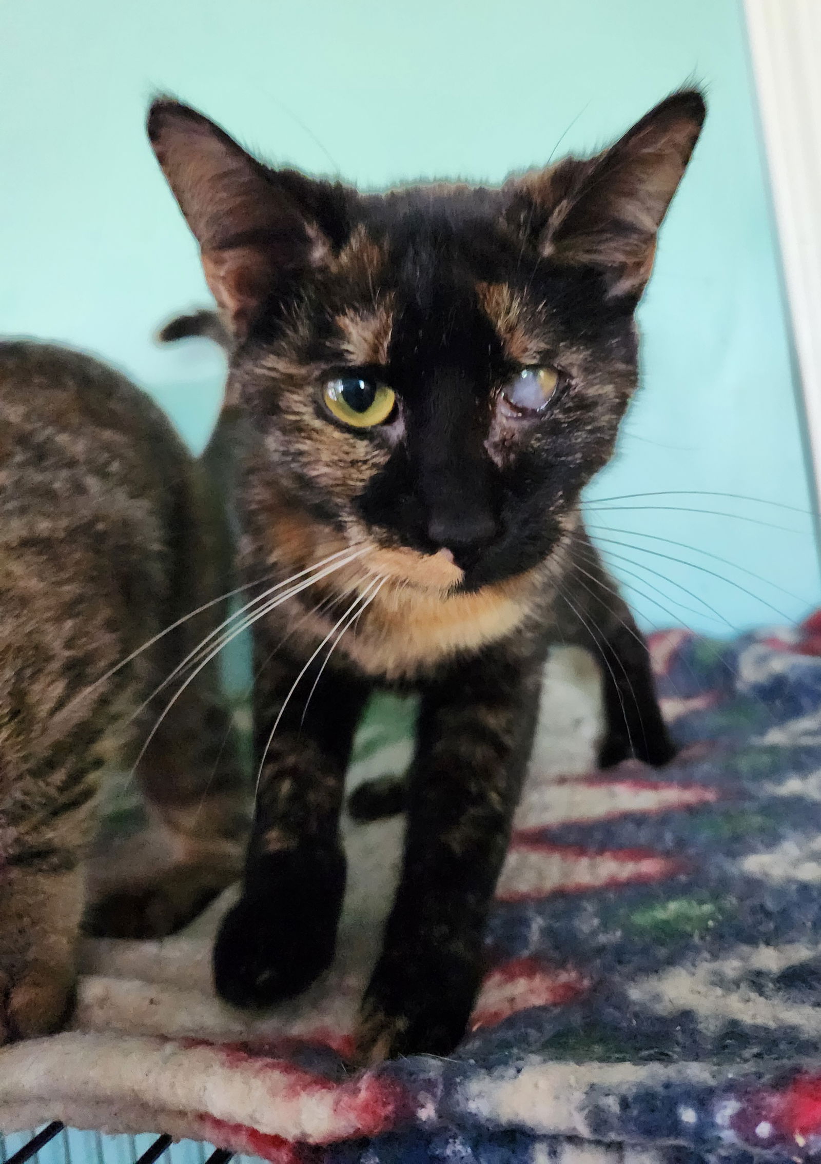 adoptable Cat in Crossville, TN named Babs