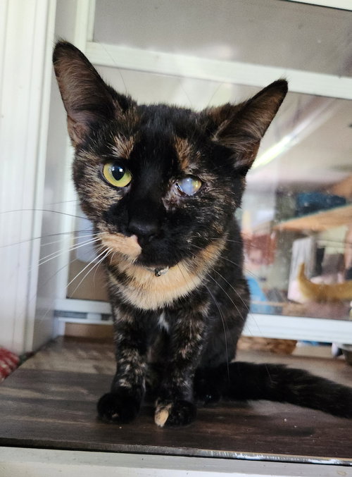 BABS - Domestic Short Hair available for adoption
