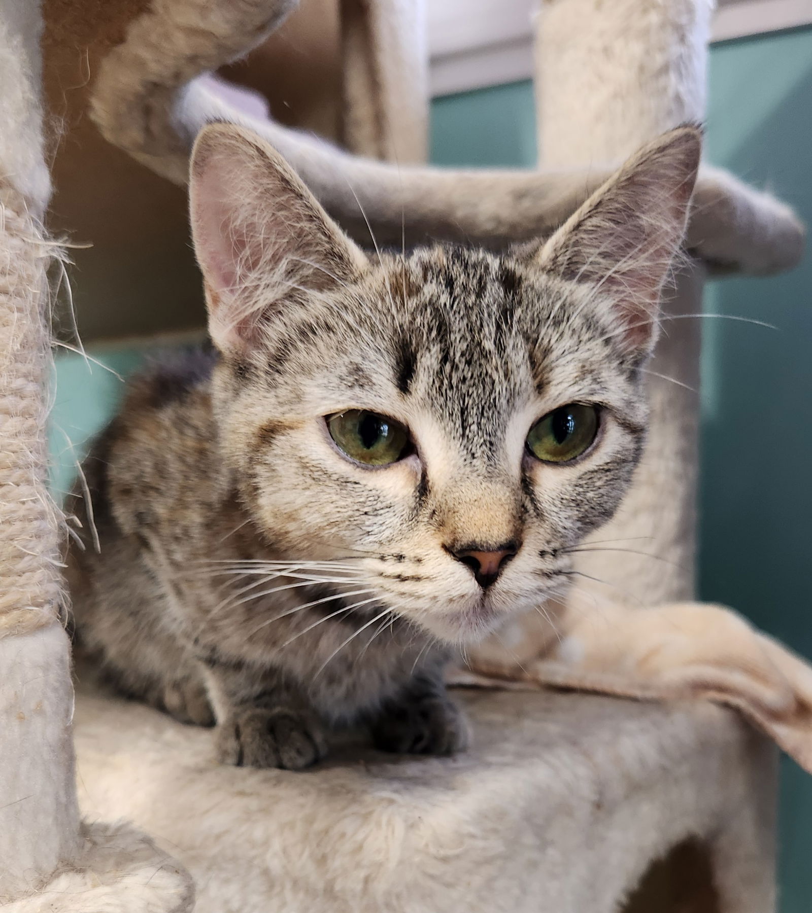 adoptable Cat in Crossville, TN named Pebbles