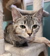 adoptable Cat in crossville, TN named Pebbles