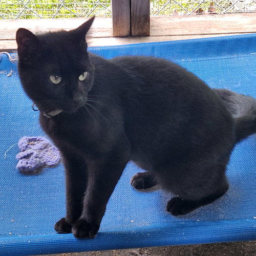 STUART LITTLE - Domestic Short Hair available for adoption