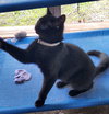 Stuart Little - Photo 2