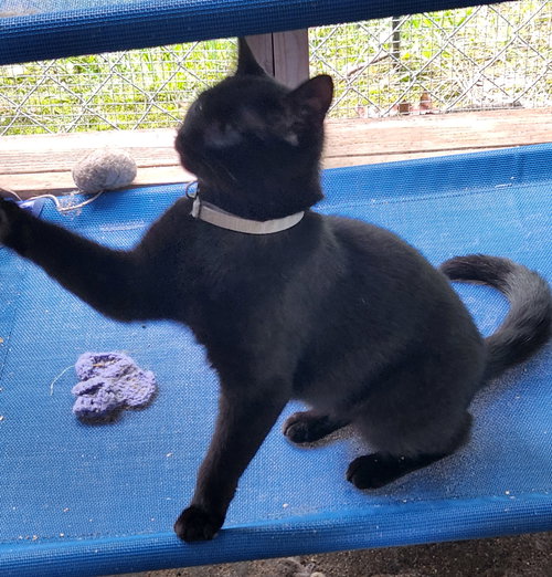STUART LITTLE - Domestic Short Hair available for adoption