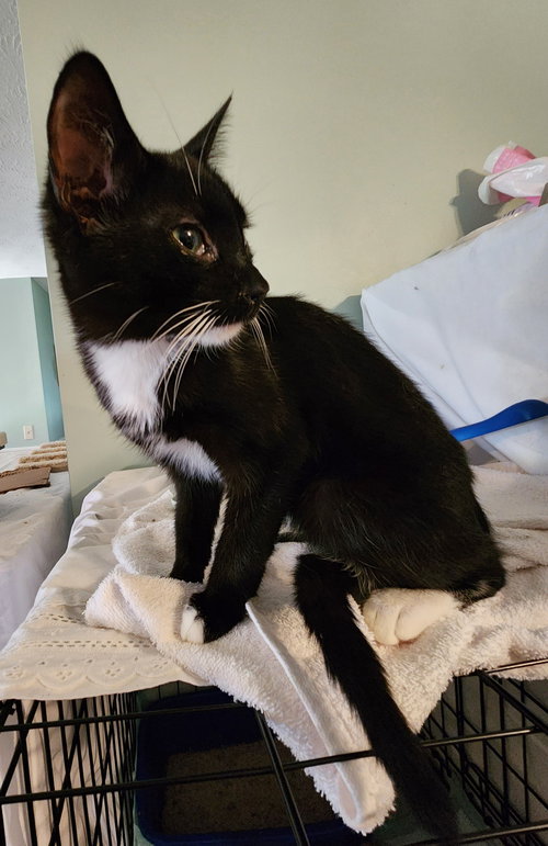 JUNO - Domestic Short Hair available for adoption