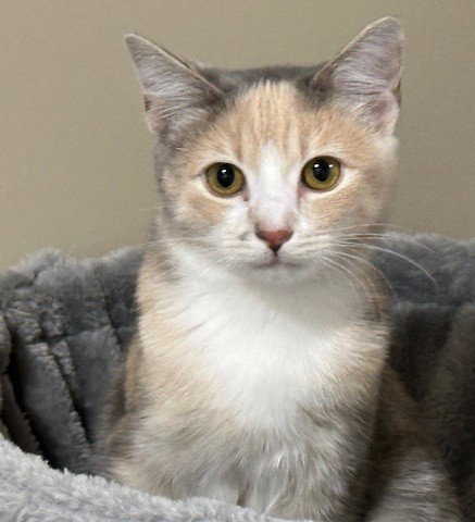 picture of the cat needing adoption
