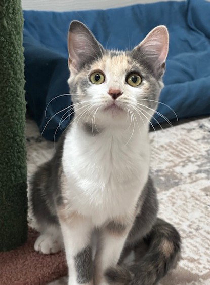 picture of the cat needing adoption