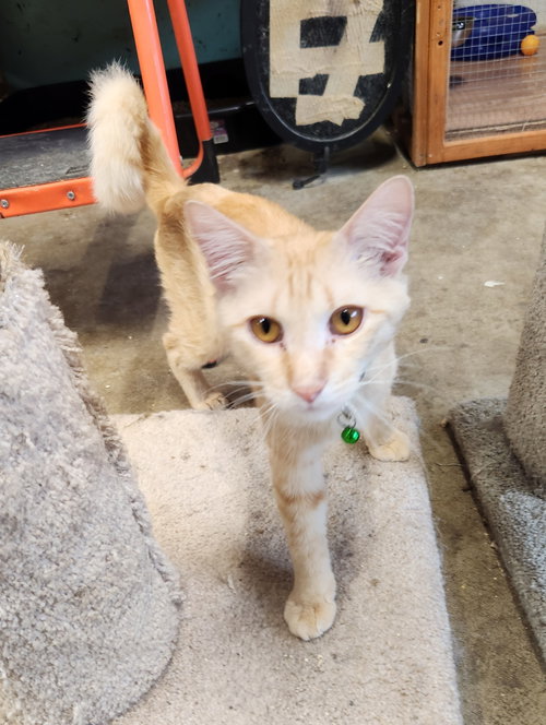 JAMESON - Domestic Short Hair available for adoption