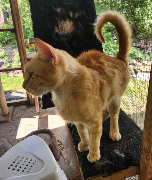 JAMESON - Domestic Short Hair available for adoption