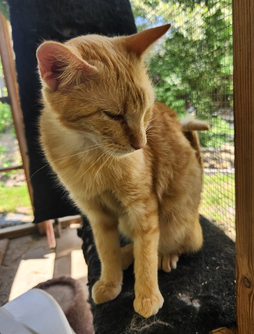 JAMESON - Domestic Short Hair available for adoption