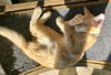 Jameson - Photo 3