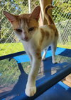 Jellybean - Photo 1