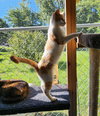 Jellybean - Photo 2