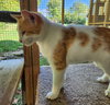 Jellybean - Photo 3