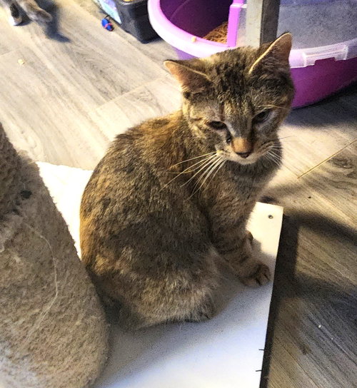 JOANNA - Domestic Short Hair available for adoption
