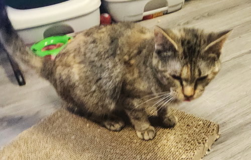 JOANNA - Domestic Short Hair available for adoption