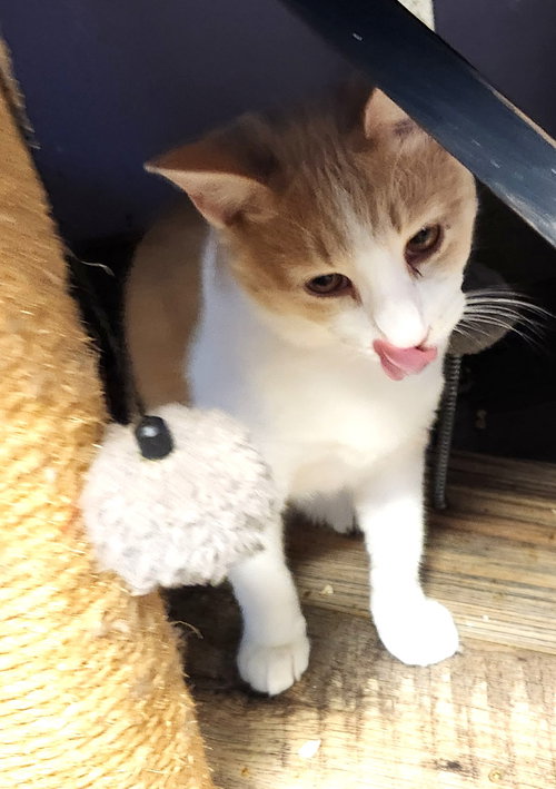 picture of the cat needing adoption