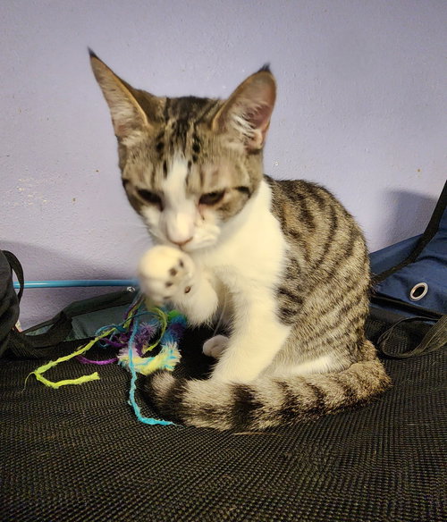 DRAPER - Domestic Short Hair available for adoption