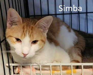 Simba