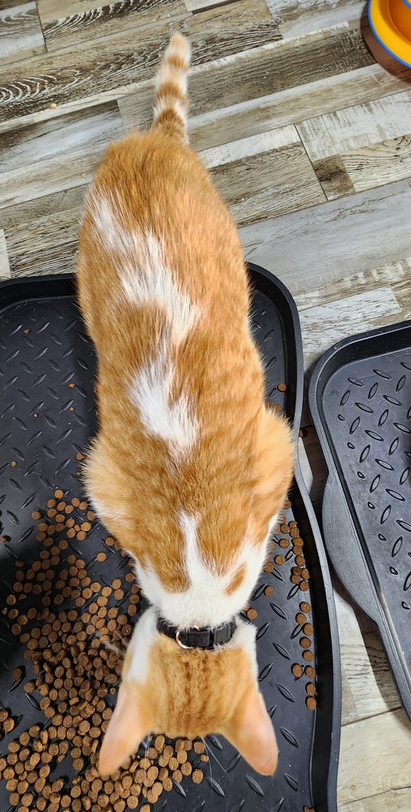 Simba