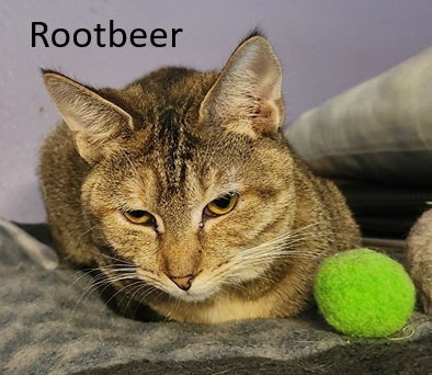 Rootbeer, Young Domestic Short Hair (short coat), cat for adoption in Crossville, Tennessee