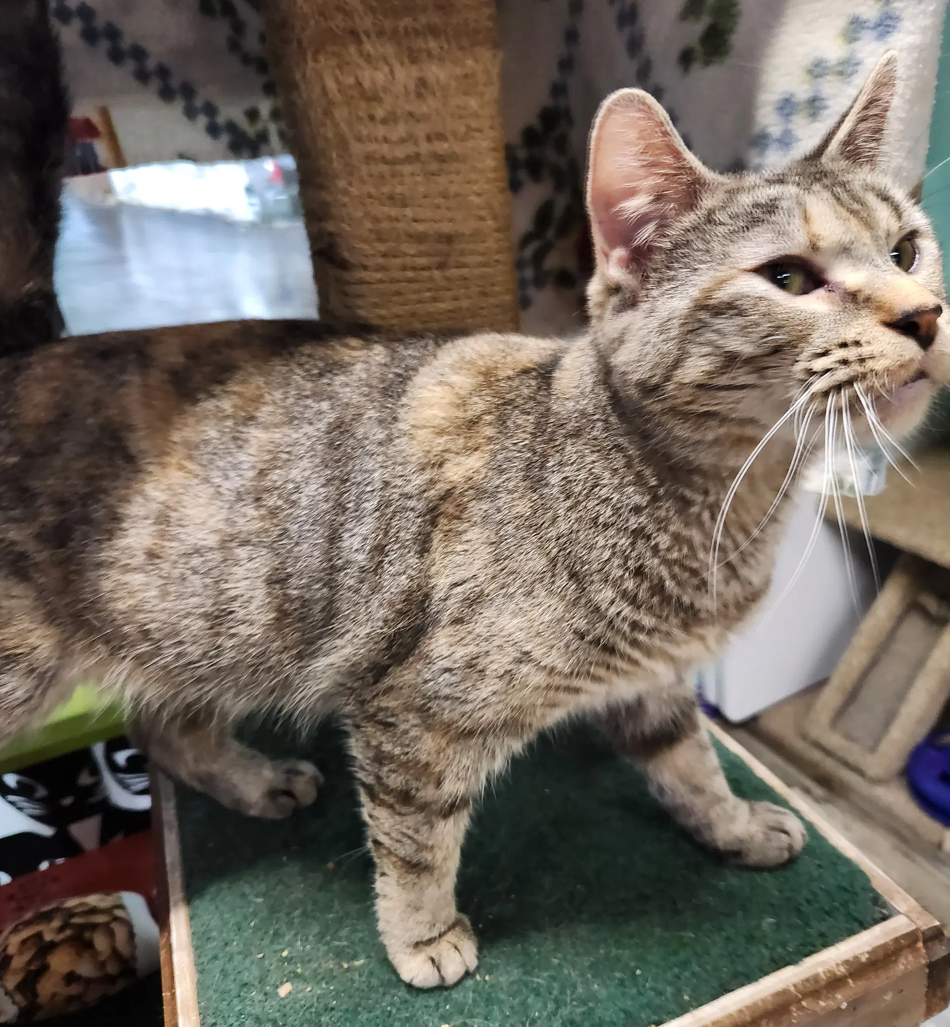 Rootbeer - Domestic Short Hair