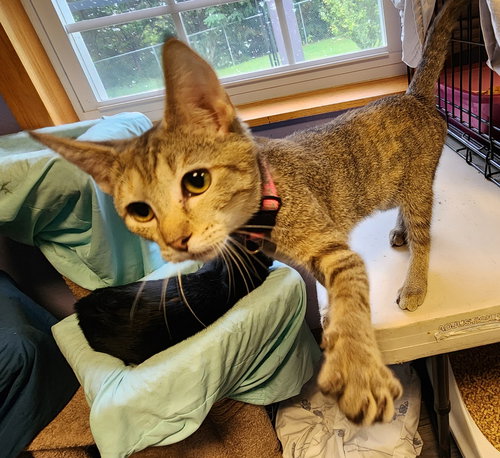 SPUNKY - Domestic Short Hair available for adoption