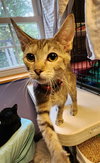 Spunky - Photo 4