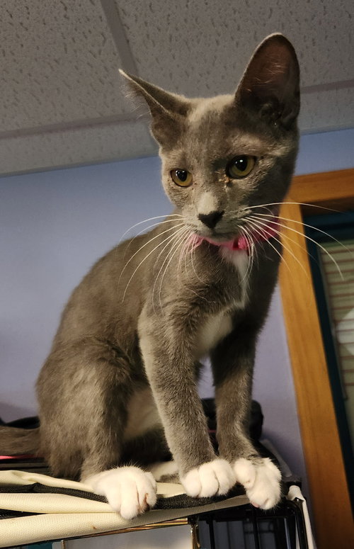 MACK - Domestic Short Hair available for adoption