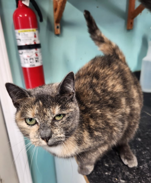 MIRACLE - Domestic Short Hair available for adoption
