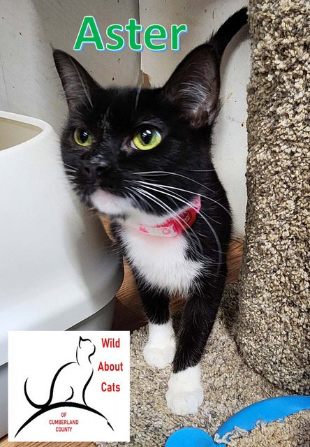 ASTER - Domestic Short Hair available for adoption