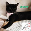 Aster - Photo 2