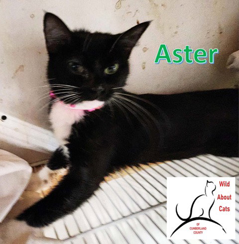 ASTER - Domestic Short Hair available for adoption