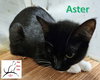 Aster - Photo 3