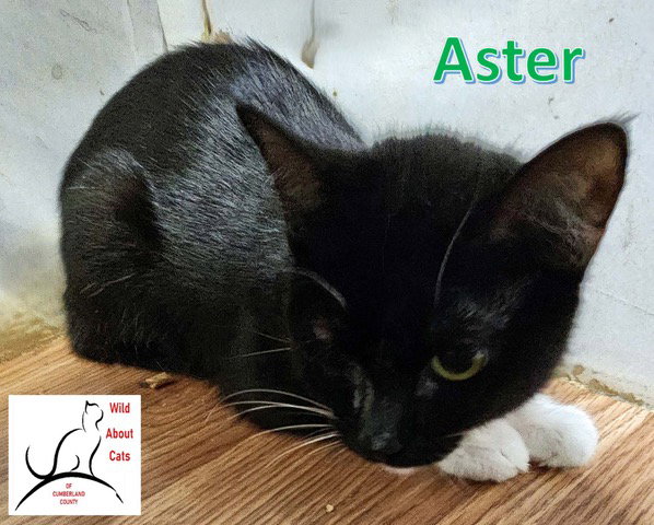 Aster