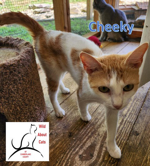 CHEEKY - Domestic Short Hair available for adoption