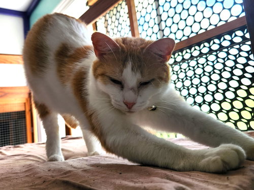 CHEEKY - Domestic Short Hair available for adoption