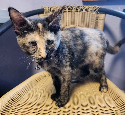MADISON LOU - Domestic Short Hair available for adoption